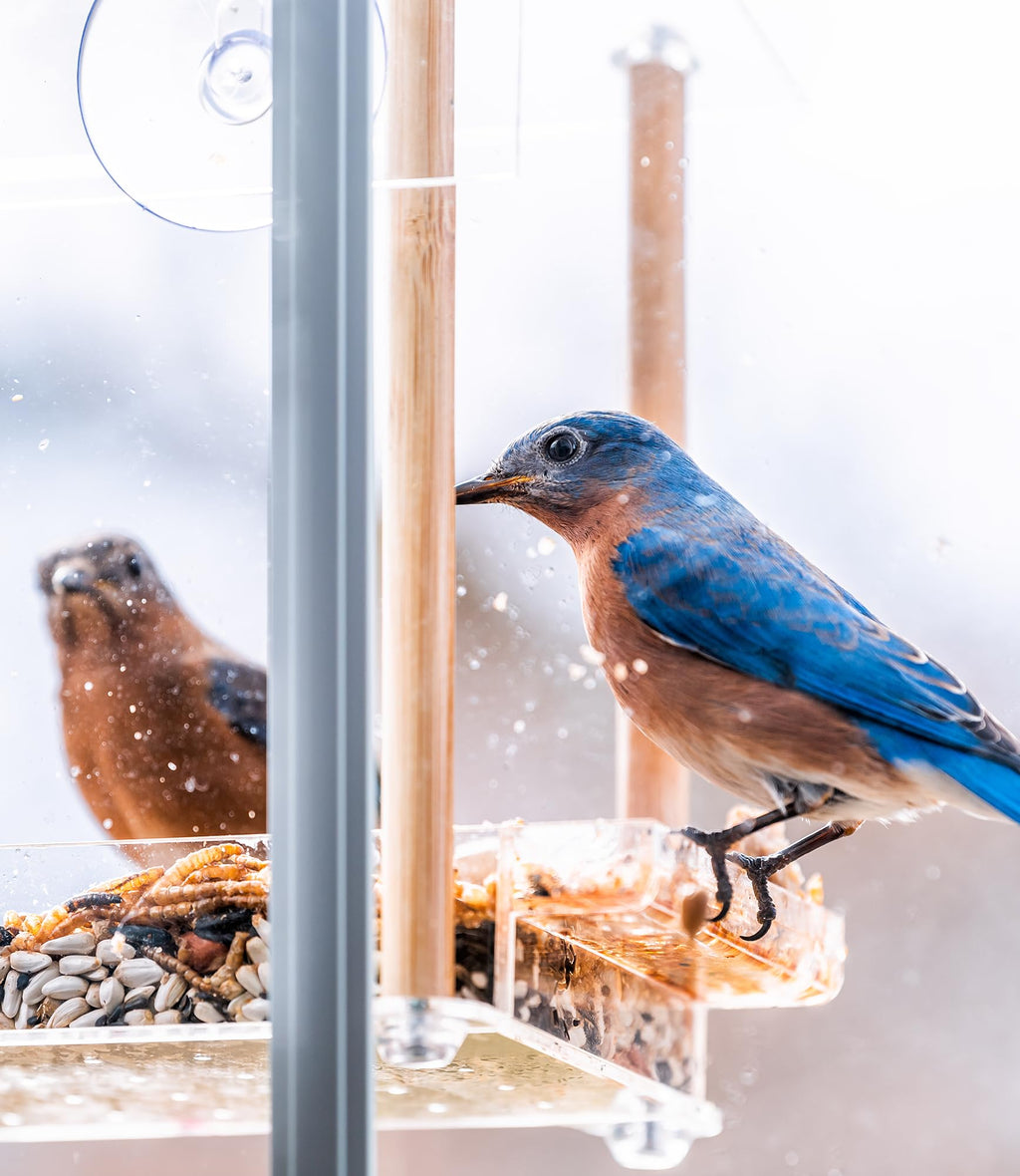 Fruit & Nut Bird Seed 20 lb H2010