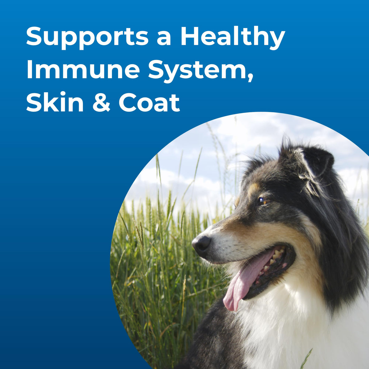 High Calorie Liquid Nutritional Supplement for Dogs & Puppies 16 oz P354