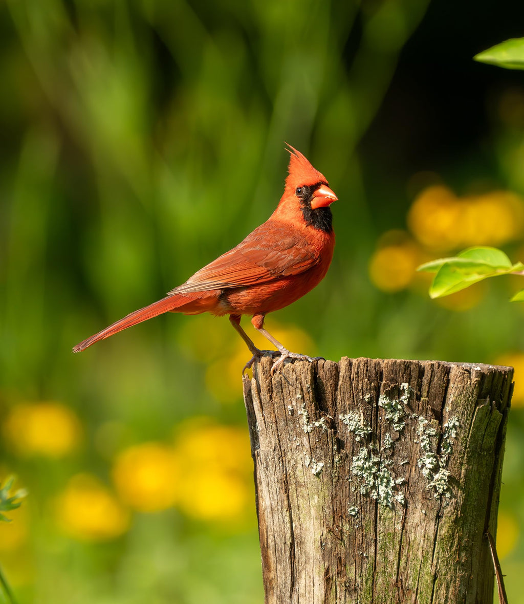 Fruit & Nut Bird Seed 20 lb H2010