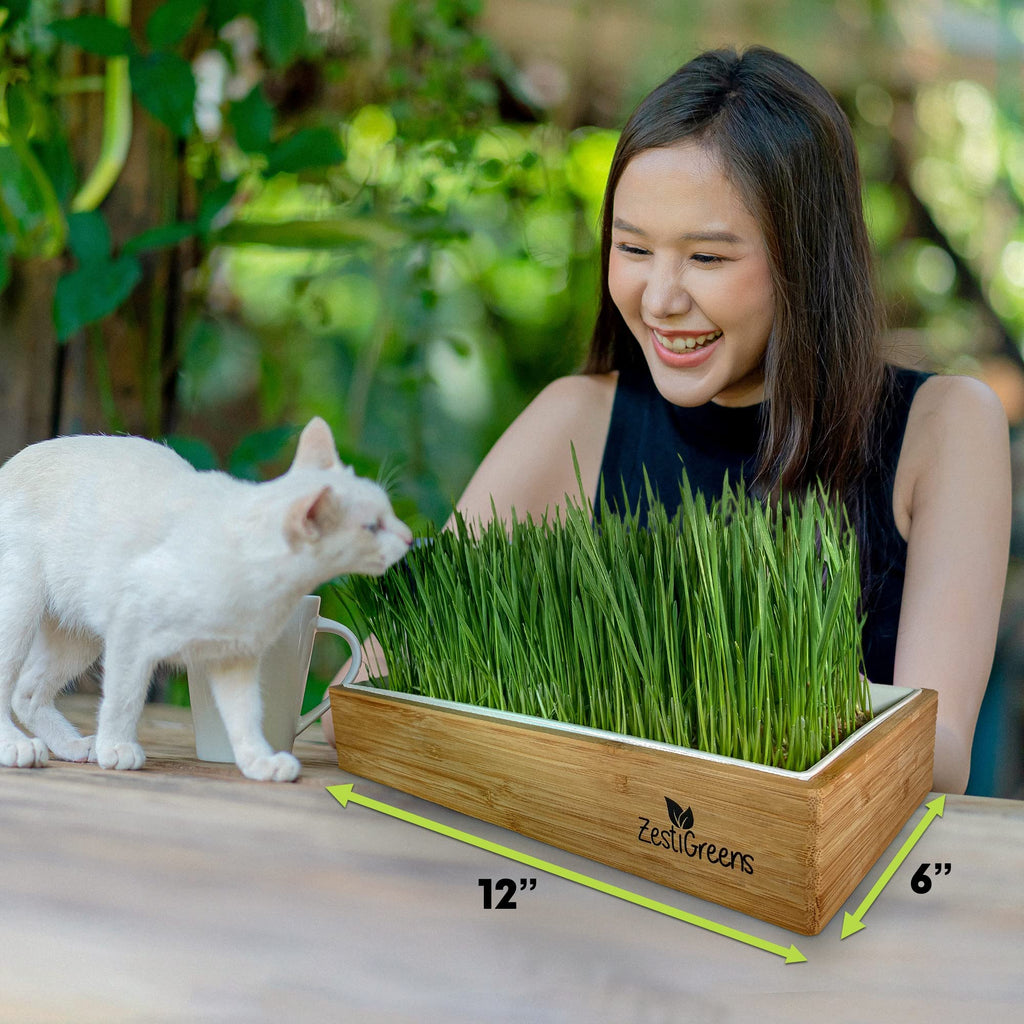Self-Watering Cat Grass Kit and Refills, 4 Mats and 4 Seed Packets A669718