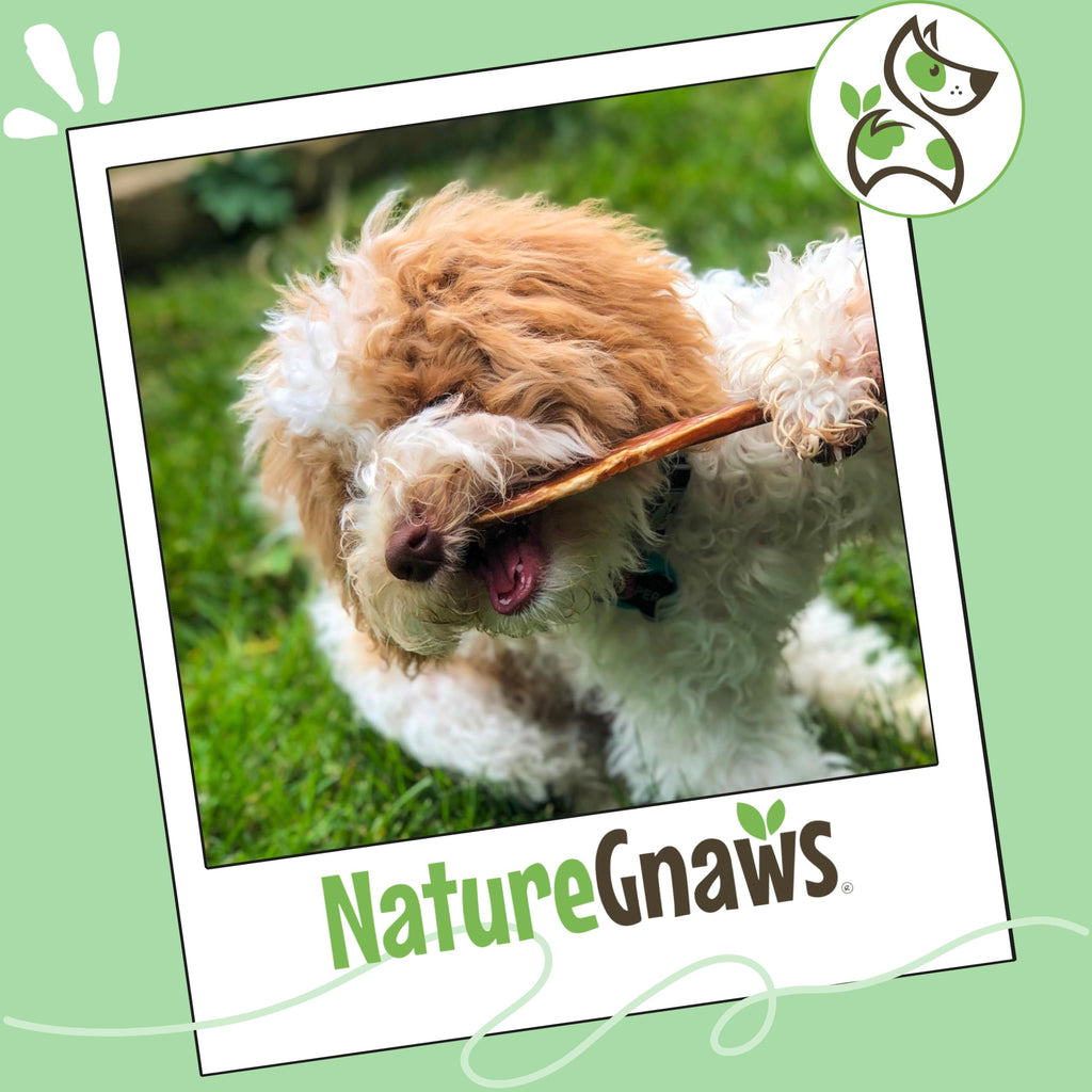 Extra Thin Beef Bully Sticks 10 Count S494876