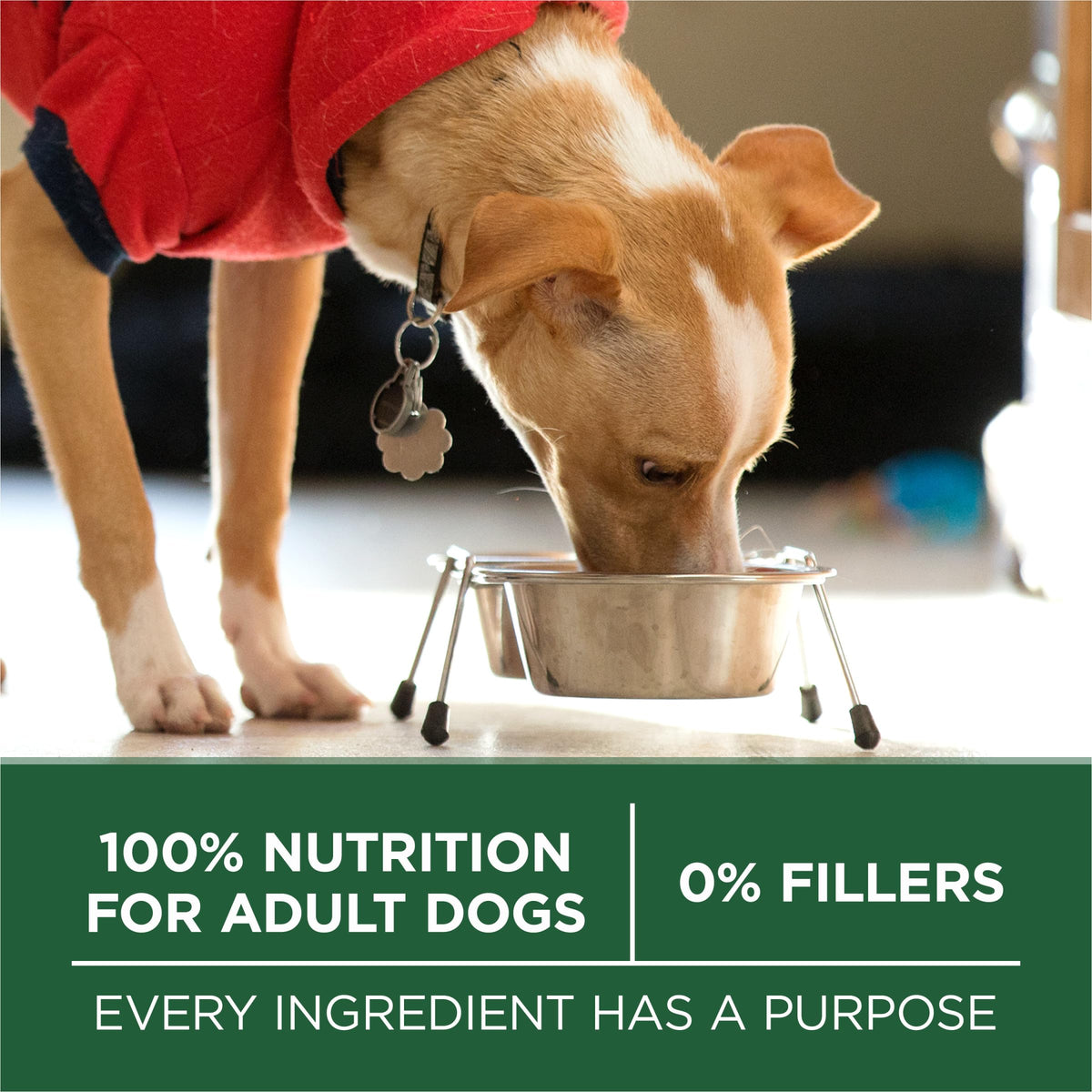 High Protein Dry Dog Food, Lamb, 7.4 lb Bag Q3924