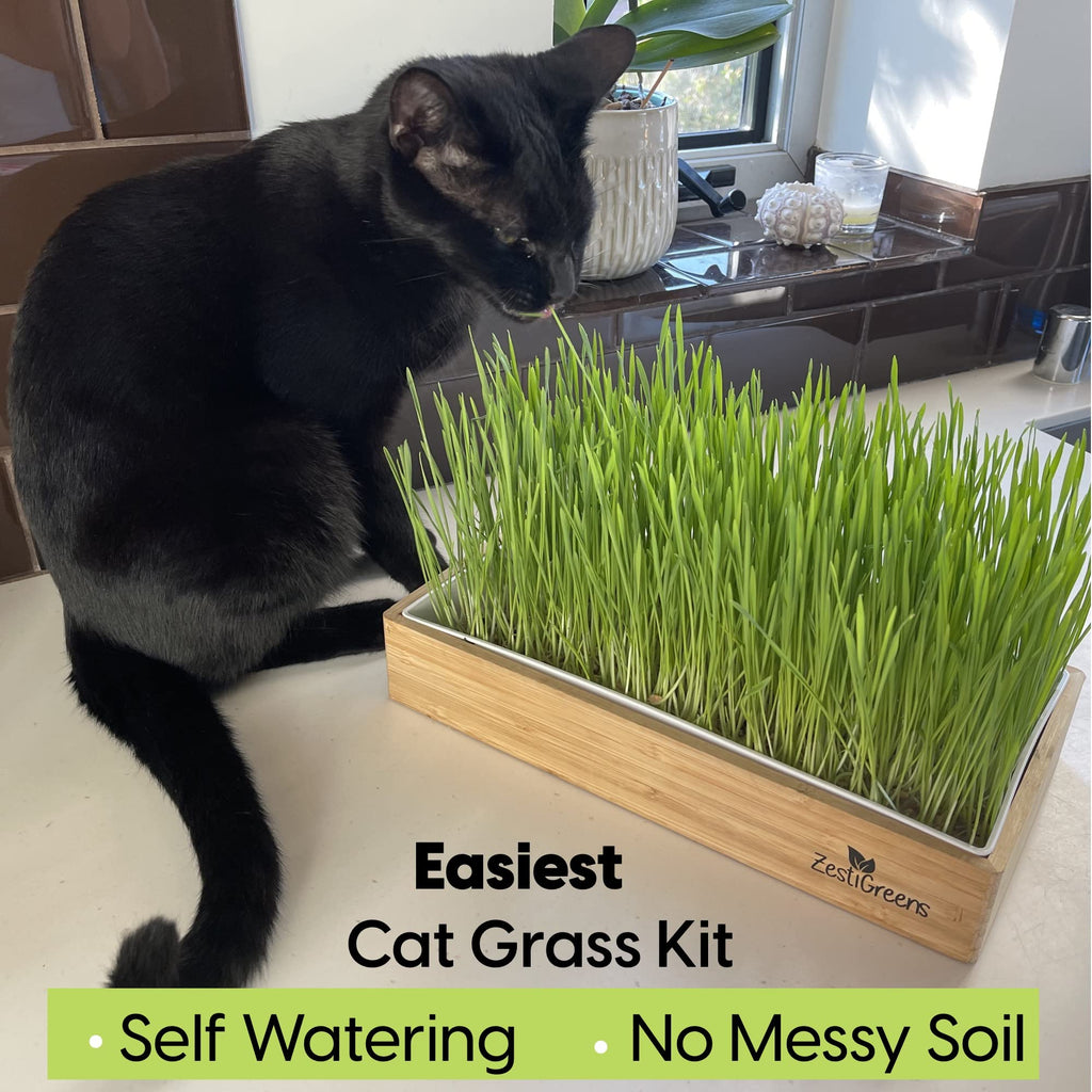 Self-Watering Cat Grass Kit and Refills, 4 Mats and 4 Seed Packets A669718