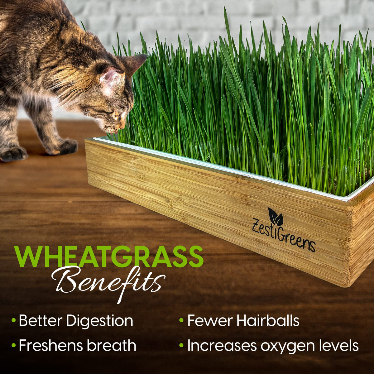Self-Watering Cat Grass Kit and Refills, 4 Mats and 4 Seed Packets A669718